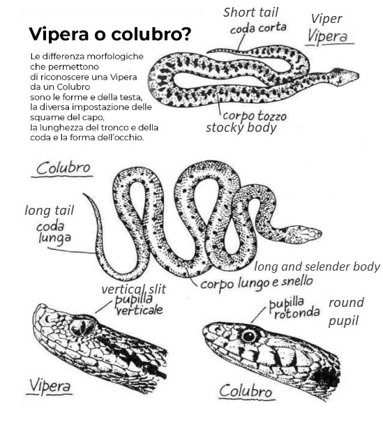 Vipera_o_Colubro_EN.jpg